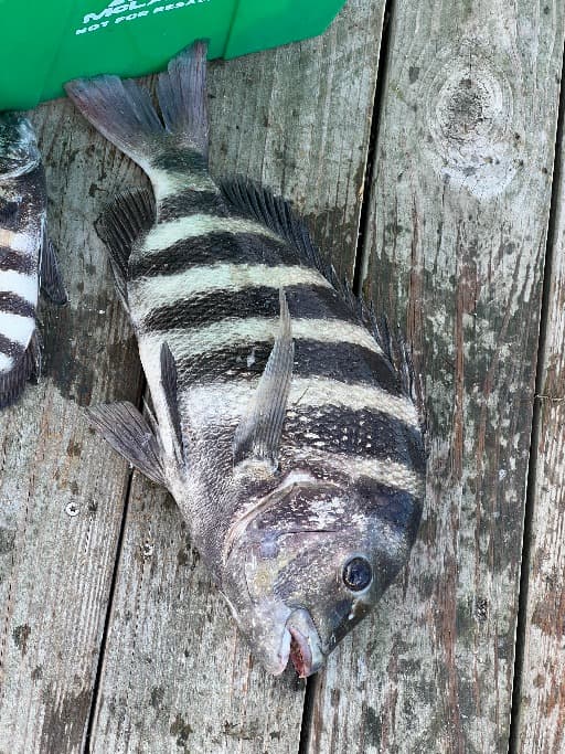 Fishing on the Folly River