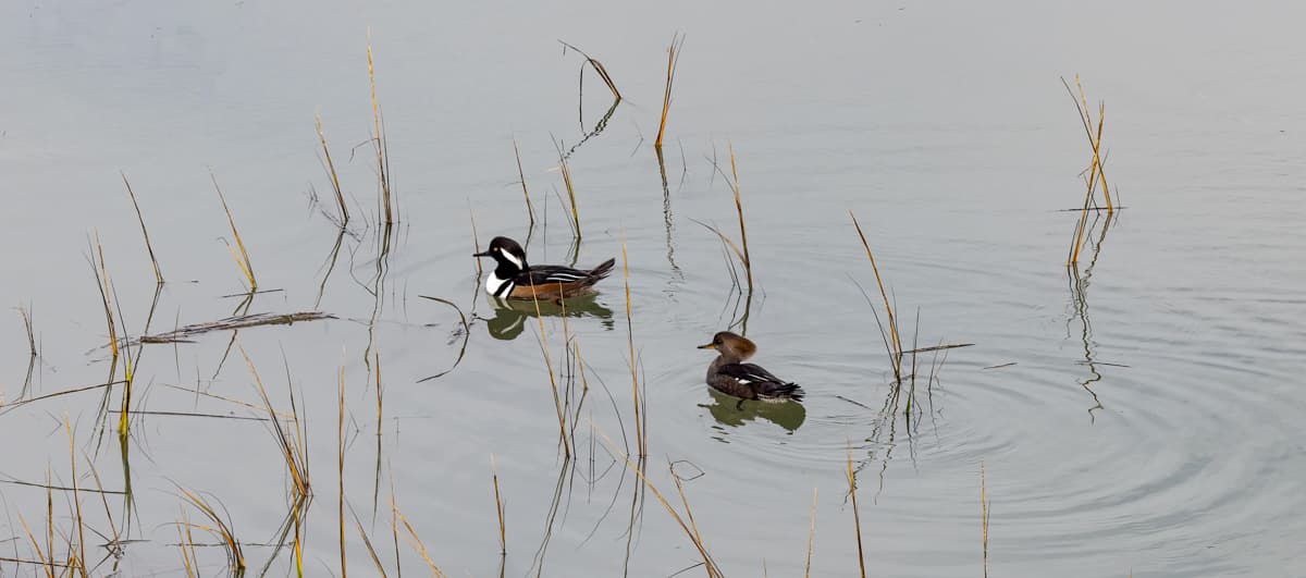 Waterfowl on the Folly River marsh