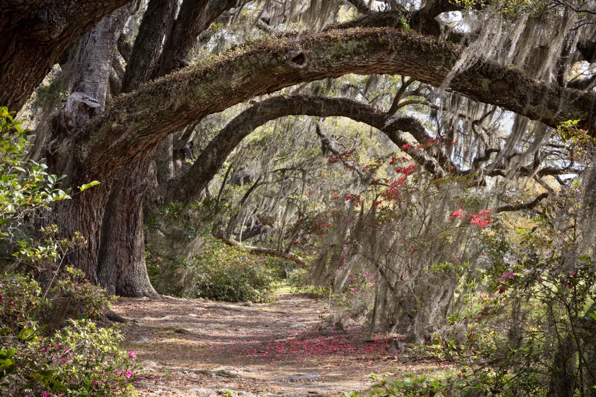 Magnolia Plantation and Gardens near Charleston