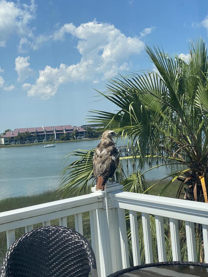 Red-tailed hawk photographed near the upper deck at 16 Turtle Bay